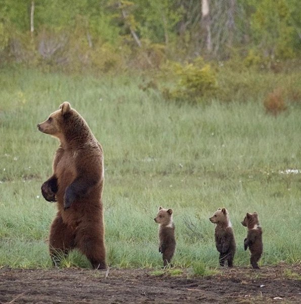 Все в маму