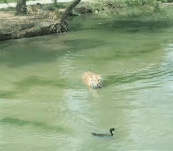 Тигр потерял утку