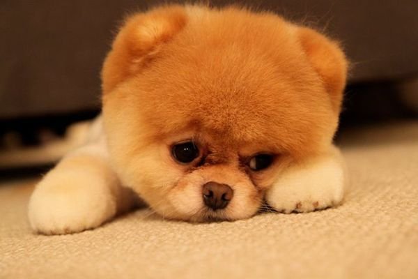 sad dog 02