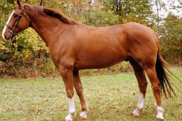 Ирландский гунтер