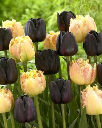 9d6a58be608ee5985de25c1bd85504f5