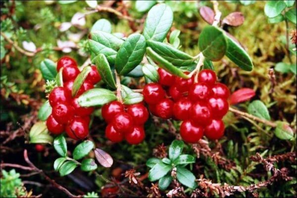 Брусника Рубин