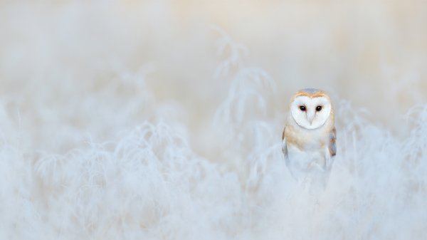 BarnOwlWinter ROW1460850406 UHD
