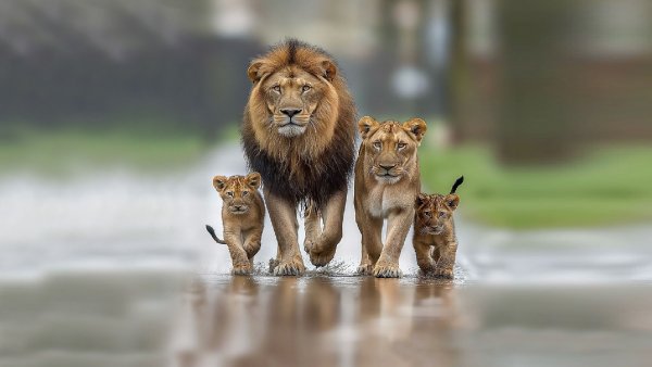 Lev lvica i malenkie kotjata idut po doroge