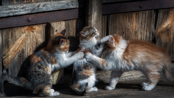 99px ru wallpaper 241087 raznocvetnie kotjata rezvjatsja kos