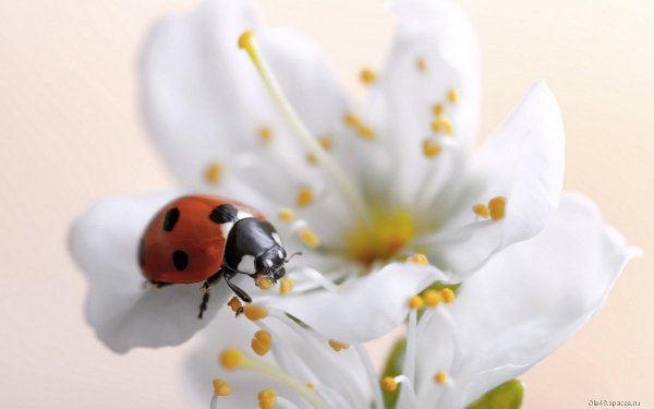 Божья коровка обои ПК