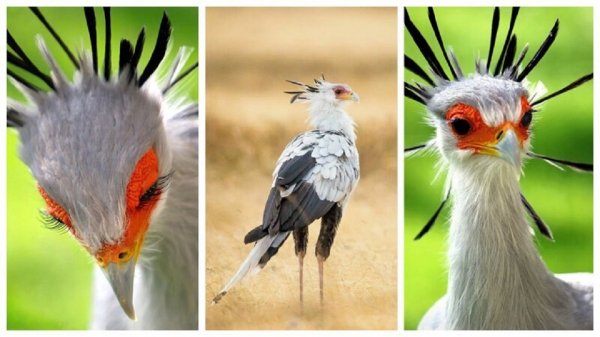 ПТИЦА - СЕКРЕТАРЬ. (5)