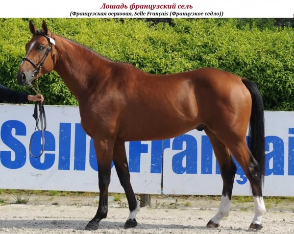 Лошадь французский сель