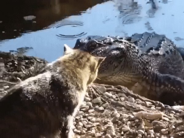 gif 1480781993