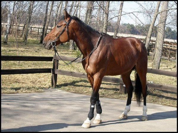 Французский рысак