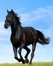 file_49375369