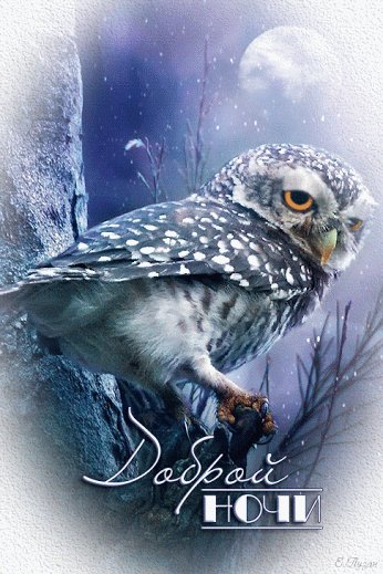 доброй ночи