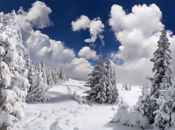 Winter Fir Snow Clouds 467396