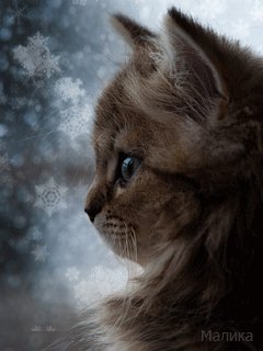 кошечка