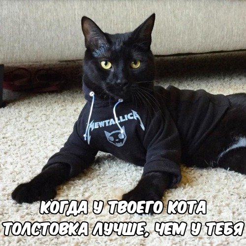 котэ