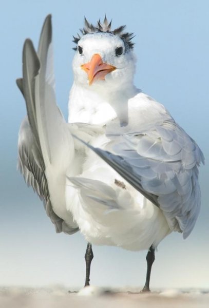 Крачка королевская