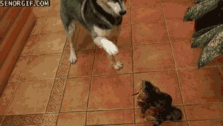 gifs 10