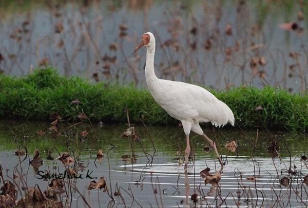 Журавль. (13)