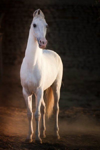 Катхиявари (3)