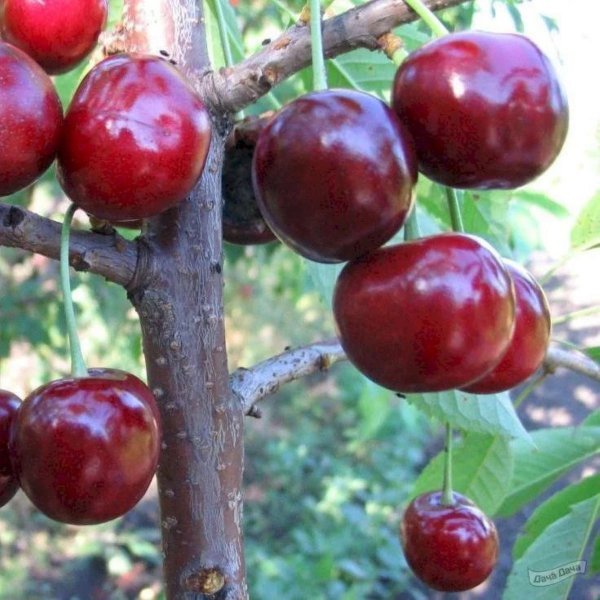 Черешня Троснянская