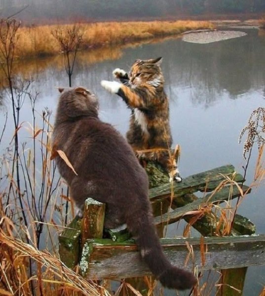 Коты рыболовы