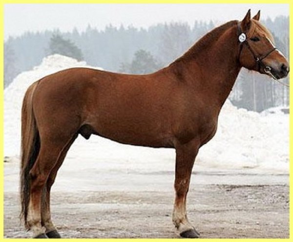 Финская порода