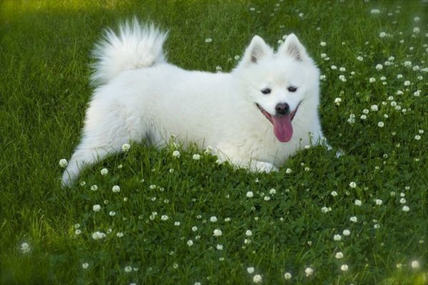 Американский эскимосский шпиц