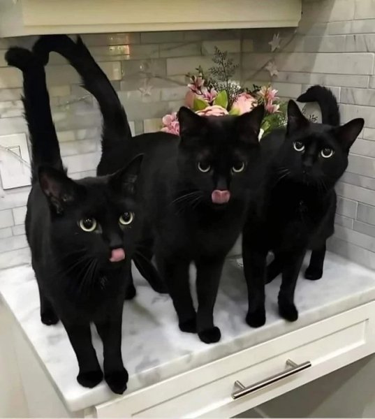 Черные коты