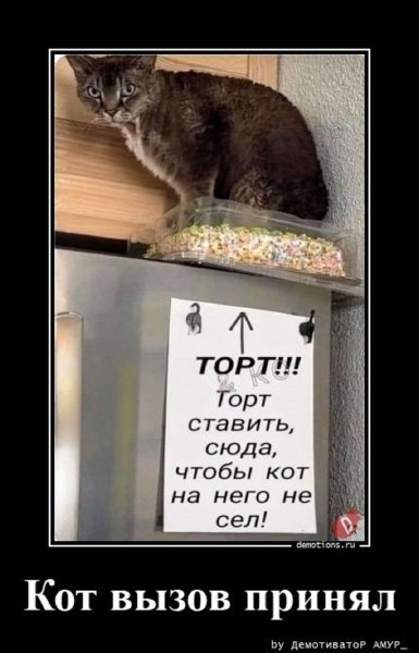 Кот вызов принял