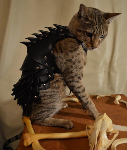 photo-animals-2014-33