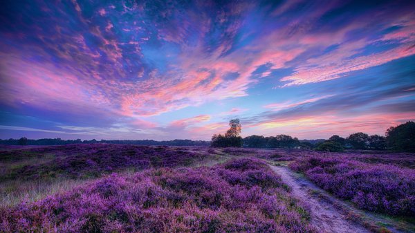 Lavanda-pole-priroda-nebo