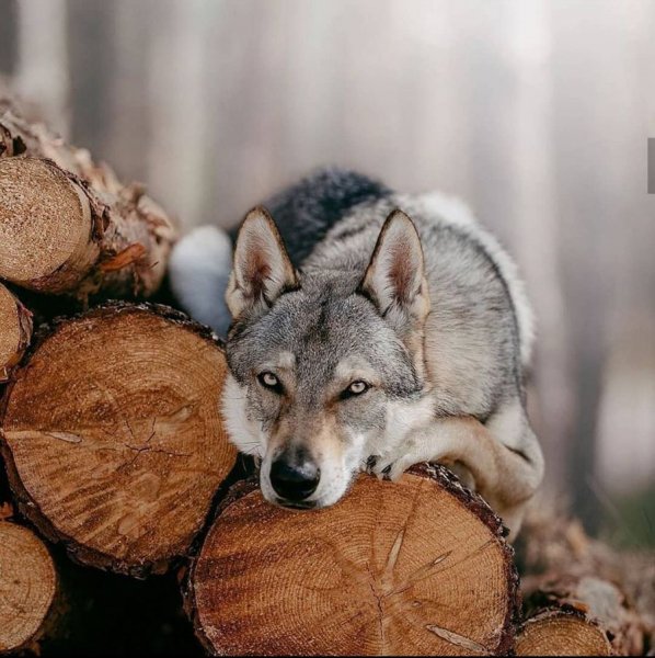 Volf