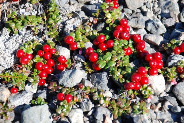 Брусника малая (Vaccinium minus)