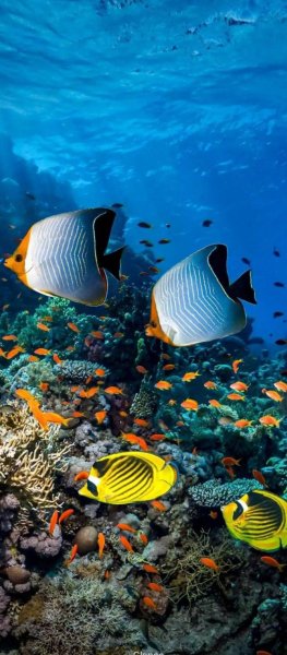 file_99516096