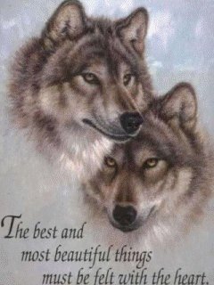 wolf-images