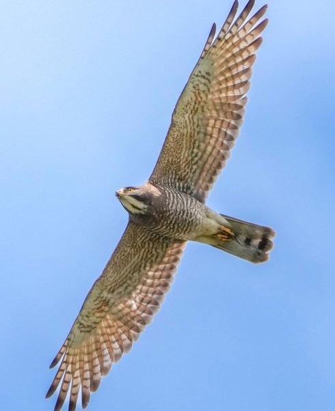 ЯСТРЕБИНЫЙ САРЫЧ