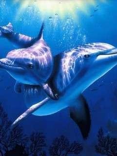 Разговоры дельфинов