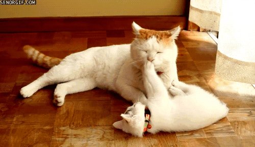 gifs-18