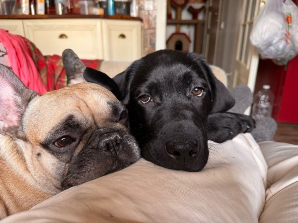 RDFFCGFCHHFCVFDCRN2M