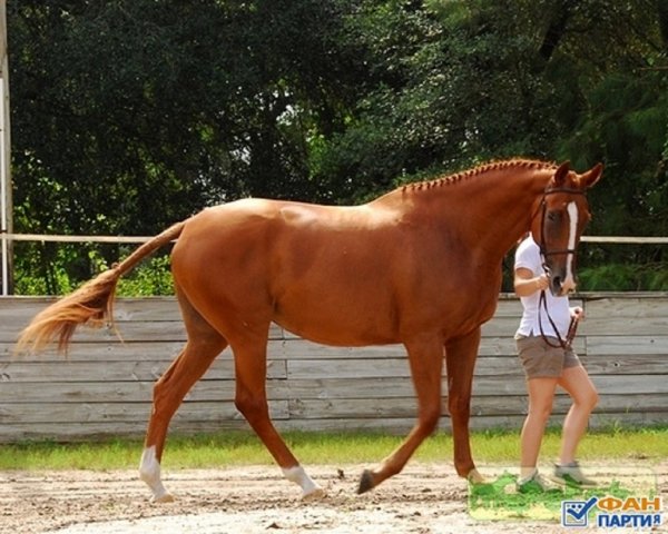 Французский селль (4)