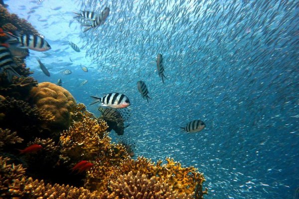 Reef 11