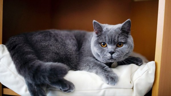 5 Британская короткошерстная кошка
