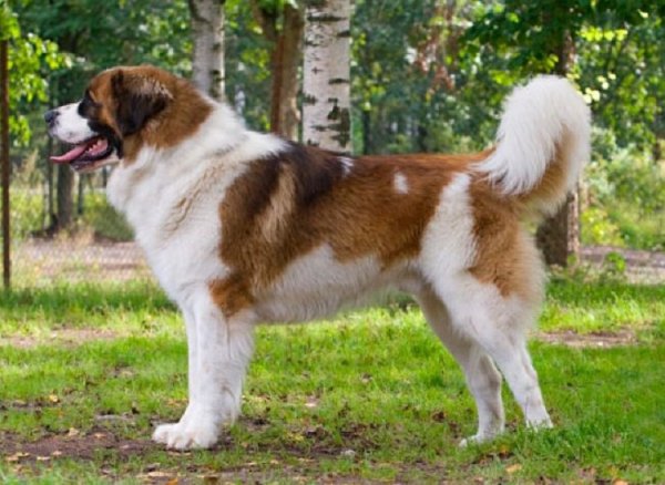 Московская сторожевая (2)