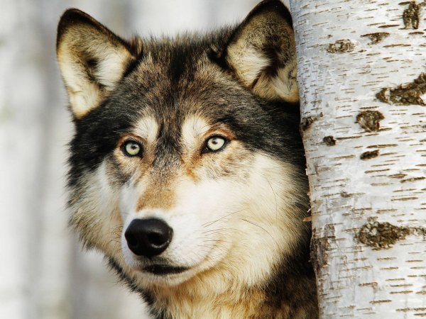 Wolves (47)