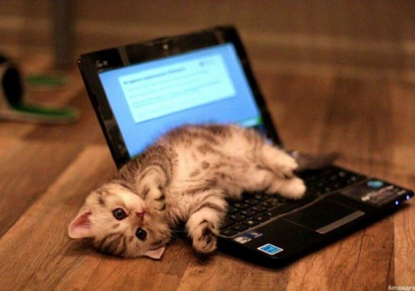 Котёнок и ноут