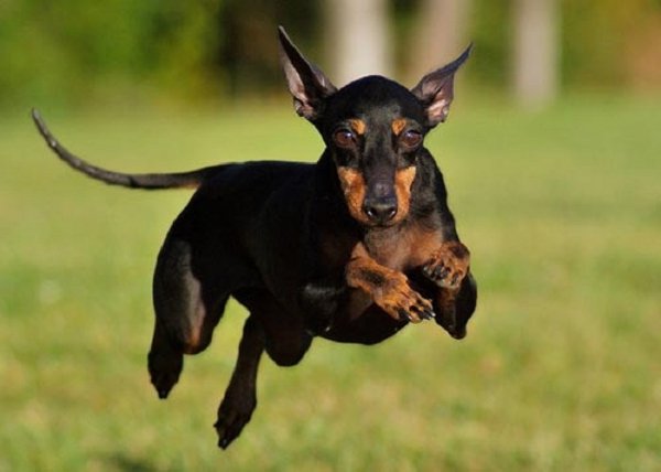 Манчестерский терьер (3)