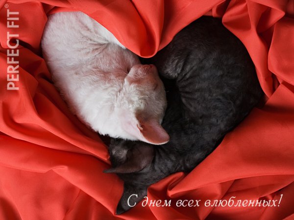 С днём всех влюблённых