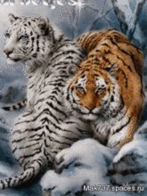 тигры