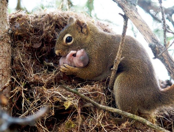 animalparents07
