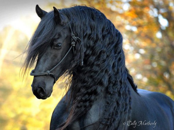Frederik-The-Great-07
